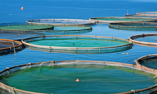 渔业行业市场调查与发展前景分析