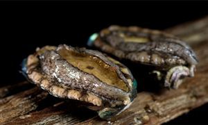 2024年鲍鱼行业市场分析及发展趋势调研报告 鲍鱼市场太火爆 日售六万斤大丰收