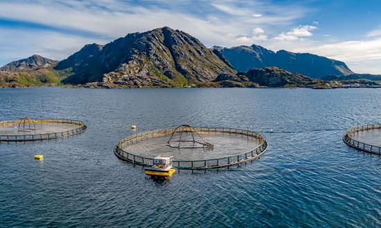 2024年渔业产业发展的相关政策背景及投资潜力分析