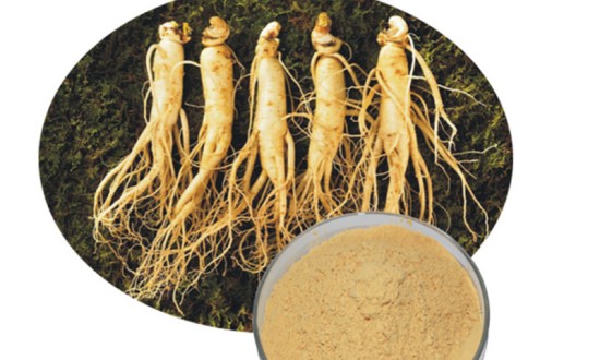 2024年中国人参提取物行业的产业链分析及投资前景