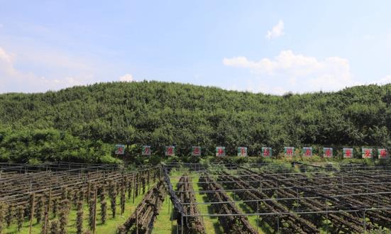 前景预测：到2025年全国林业产业总产值计划达到9万亿元