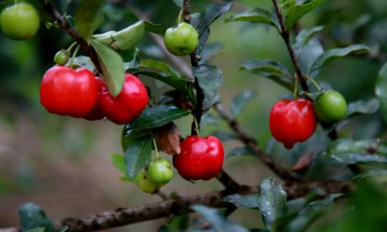 2024年中国针叶樱桃行业市场规模及未来发展趋势分析