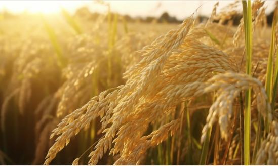 中国杂交水稻种子行业市场分析及发展前景预测