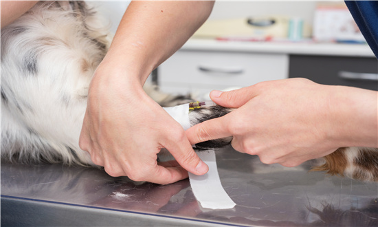 2024年宠物殡葬服务行业市场发展现状及未来发展前景分析