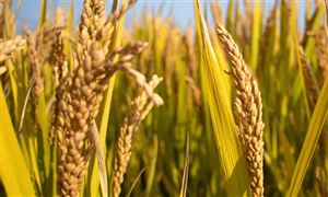 2024粮食加工机械行业深度调研及投资机会 今年四川夏粮丰收已成定局