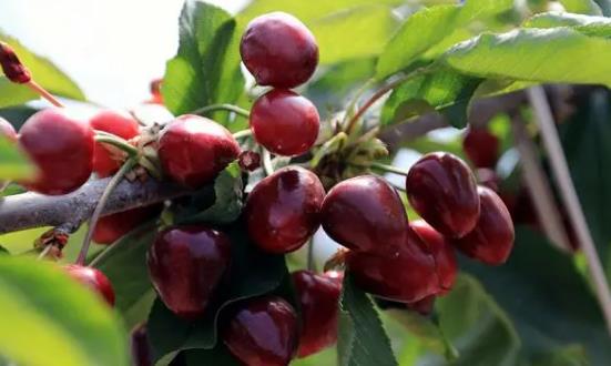 车厘子行业发展前景与投资价值研究2024