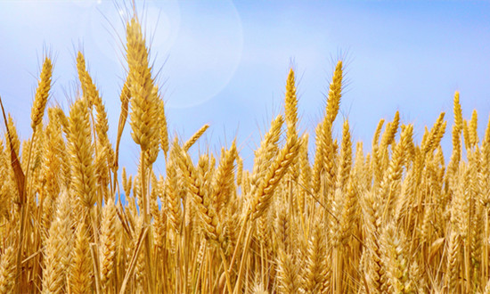 全国“三夏”大规模小麦机收全面展开 小麦深加工行业发展如何?