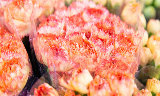 鲜切花保鲜剂行业市场全景分析2024