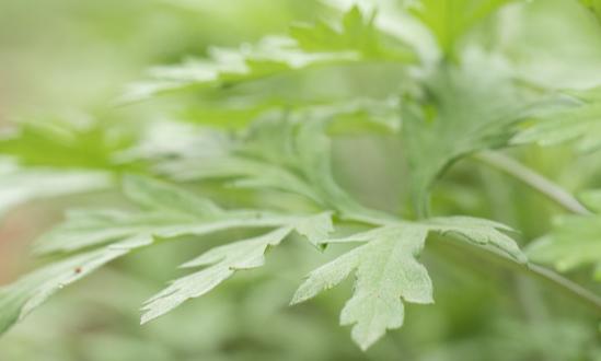 2024年中国艾叶提取物行业市场规模、竞争格局及未来发展趋势分析