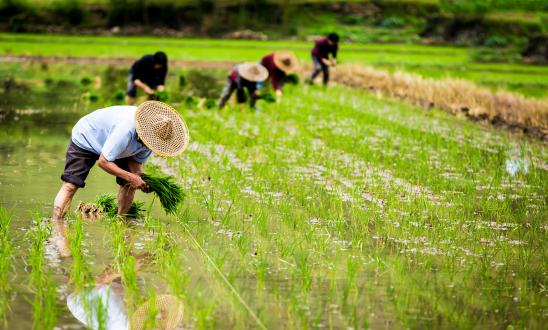 中国农资连锁行业市场现状与竞争格局、发展趋势分析预测