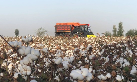 2024年中国新疆农业行业现状及前景趋势分析