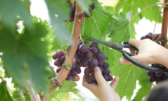 2024年中国新疆农业行业市场调查与发展前景分析