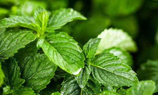 中国薄荷爽肤水行业市场现状及发展前景分析预测