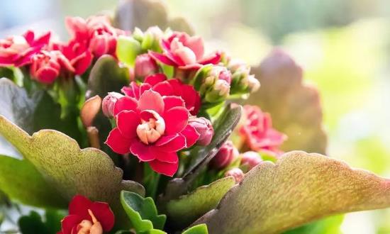 花卉产业发展分析报告：“花经济”正催生产业新蓝海