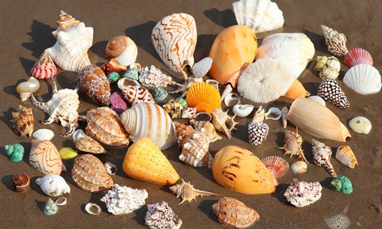 2024年中国海洋类制品行业的产业链上下游结构及投资风险分析