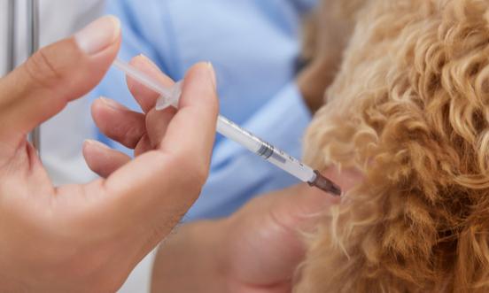 2024年中国动物疫苗行业市场竞争格局及未来发展趋势分析