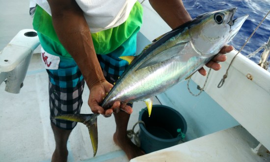 2024年金枪鱼产业的市场发展现状及发展前景分析