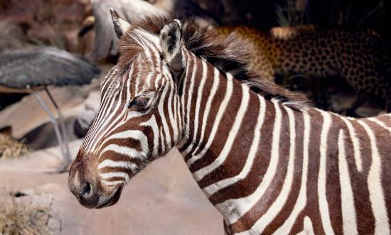 2024动物模型行业市场发展现状及供需格局分析