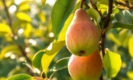 2024年中国梨产业发展深度调研