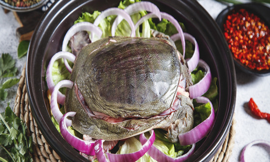 甲鱼养殖行业现状及前景趋势分析