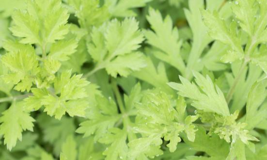 2024年艾草产业市场规模及行业痛点、未来发展前景分析预测