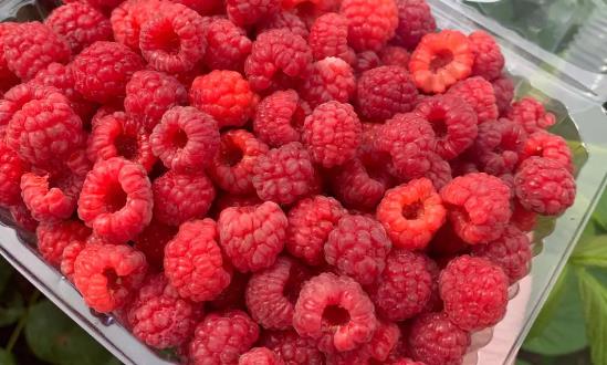 2024树莓行业市场发展现状与种植利润分析