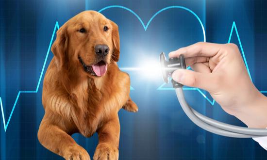 ​2024年宠物医院行业研究报告：未来宠物医院将逐渐向连锁化、规模化方向发展