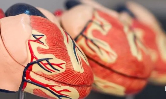 2024年3D类器官行业的市场发展现状及投资前景