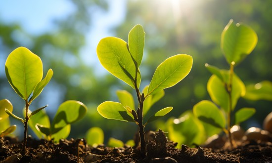 2024年中国苗木类行业的市场发展现状及投资前景分析