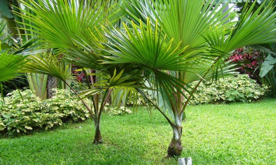 2024年中国棕榈类植物行业的产业链上下游结构及投资风险分析