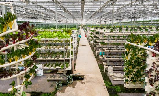 有机农业行业深度调研 全球有机农业市场规模将继续保持快速增长