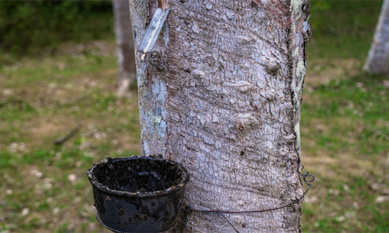 橡胶树种植行业发展格局及市场前景分析