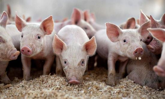 2024畜牧产业发展前景与市场投资