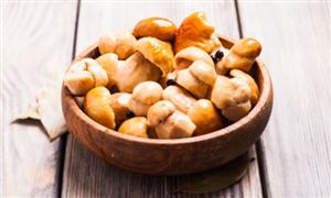 2025年贵州食用菌行业市场发展规模与未来展望