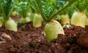 吉林省大农业“十五五”规划前景预测