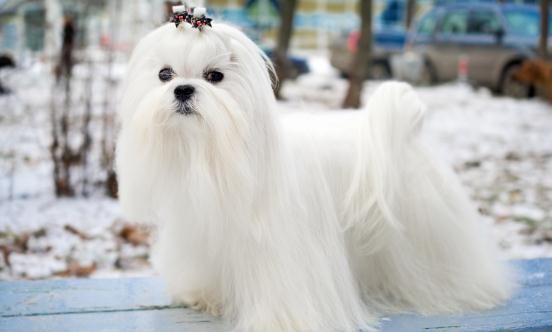 2025年中国宠物保险行业发展现状分析及未来趋势预测