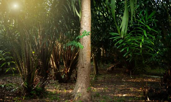 中国农林保水剂行业:2025从“技术突破”到“规模化应用”的跨越