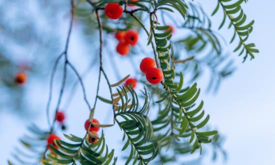 2025中国红豆行业发展现状分析与未来展望