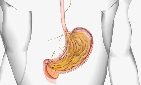 中国肽饲料行业：2025从“无抗养殖”到精准营养
