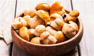 贵州省食用菌行业现状洞察与未来趋势展望