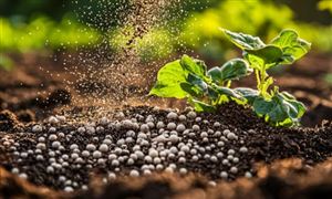 中国磷肥行业市场深度调研及未来趋势分析2026