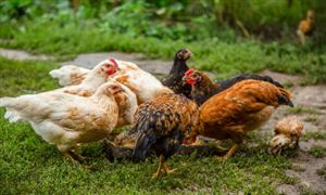 2026鸡养殖产业：成本压力的“三重挤压”