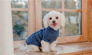 2026-2030年中国宠物培训行业市场前瞻与未来投资战略分析