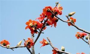 2026-2030年中国木棉行业深度调研与发展趋势预测研究分析