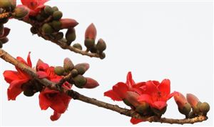 2026木棉行业深度调研与发展趋势预测