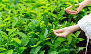 2026茶叶行业市场深度调研及未来前景分析