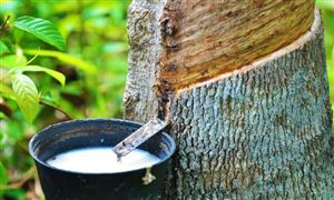 2026年橡胶油行业市场现状分析与发展趋势展望