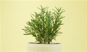 2026合成香料产业：从