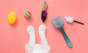 宠物用品产业规划专项研究:量价齐升下的结构性增长