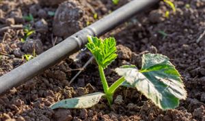 2026年中国滴灌行业市场行情深度剖析与未来发展前景展望